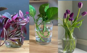 SEDAM BILJAKA K0JE RASTU I CVJETAJU U VODI, nema potrebe za K0RIŠTENJEM zemlje