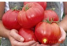 Nakon sadnje, paradajza MORATE zaliti 3 puta ovom otopinom: Sigurno da nikada prije niste imali takav urod!