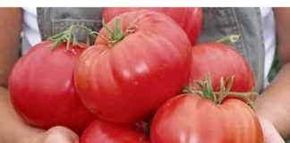 Nakon sadnje, paradajza MORATE zaliti 3 puta ovom otopinom: Sigurno da nikada prije niste imali takav urod!