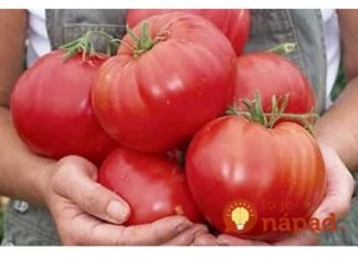 Nakon sadnje, paradajza MORATE zaliti 3 puta ovom otopinom: Sigurno da nikada prije niste imali takav urod!