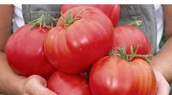 Nakon sadnje, paradajza MORATE zaliti 3 puta ovom otopinom: Sigurno da nikada prije niste imali takav urod!