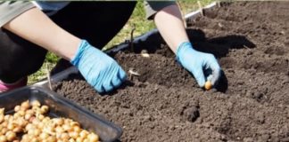 Kad sadim luk, koristim 1 jeftin dedin trik da mi pomogne: Godinama imam takav rod da se svi dive…