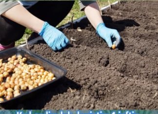 Kad sadim luk, koristim 1 jeftin dedin trik da mi pomogne: Godinama imam takav rod da se svi dive…