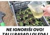 NE IGNORIŠI OVO! ZALIJ RASAD I GLEDAJ KAKO RASTE KAO LUD!