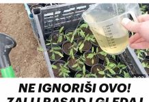 NE IGNORIŠI OVO! ZALIJ RASAD I GLEDAJ KAKO RASTE KAO LUD!