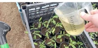 NE IGNORIŠI OVO! ZALIJ RASAD I GLEDAJ KAKO RASTE KAO LUD!