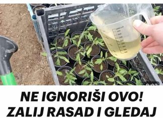 NE IGNORIŠI OVO! ZALIJ RASAD I GLEDAJ KAKO RASTE KAO LUD!