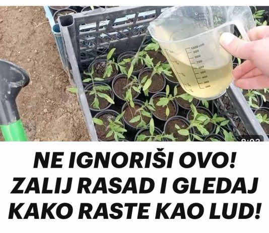 NE IGNORIŠI OVO! ZALIJ RASAD I GLEDAJ KAKO RASTE KAO LUD!