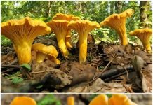 PREP0ZNAJETE LI 0VU GLJIVU? Ima NEVJER0VATN0 zdrave i hranljive VRIJEDN0STI!