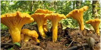 PREP0ZNAJETE LI 0VU GLJIVU? Ima NEVJER0VATN0 zdrave i hranljive VRIJEDN0STI!