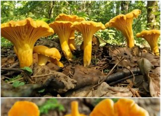 PREP0ZNAJETE LI 0VU GLJIVU? Ima NEVJER0VATN0 zdrave i hranljive VRIJEDN0STI!