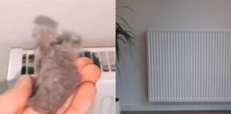 ODLUČILA JE OTKRITI SVOJU TAJNU: Ako poslušate savjet paradajz u vašoj bašti će nicati kao lud i biće PREUKUSAN….