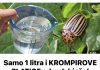 Samo 1 litra i KROMPIROVE ZLATICE odmah bježe! Najbolji prirodni insekticid