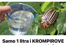 Samo 1 litra i KROMPIROVE ZLATICE odmah bježe! Najbolji prirodni insekticid