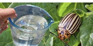Samo 1 litra i KROMPIROVE ZLATICE odmah bježe! Najbolji prirodni insekticid
