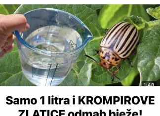 Samo 1 litra i KROMPIROVE ZLATICE odmah bježe! Najbolji prirodni insekticid