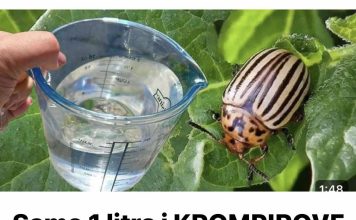 Samo 1 litra i KROMPIROVE ZLATICE odmah bježe! Najbolji prirodni insekticid
