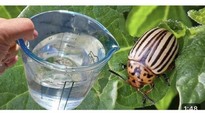 Samo 1 litra i KROMPIROVE ZLATICE odmah bježe! Najbolji prirodni insekticid