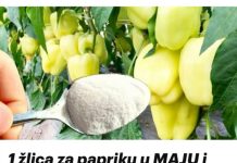 1 žlica za papriku u MAJU i ona ODMAH raste, oživljava i rađa 5 PUTA više: To je vrlo važan korak!