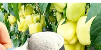 1 žlica za papriku u MAJU i ona ODMAH raste, oživljava i rađa 5 PUTA više: To je vrlo važan korak!