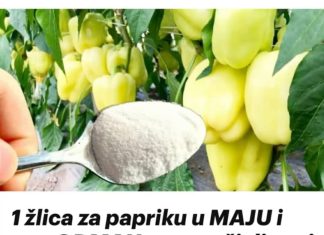 1 žlica za papriku u MAJU i ona ODMAH raste, oživljava i rađa 5 PUTA više: To je vrlo važan korak!