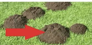 Vrtlari, nemojte kupovati hemikalije – ovo najbolje djeluje na krtice: Ovako smo lako otjerali krtice s travnjaka, a da im ne ostane tr