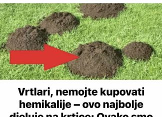 Vrtlari, nemojte kupovati hemikalije – ovo najbolje djeluje na krtice: Ovako smo lako otjerali krtice s travnjaka, a da im ne ostane tr