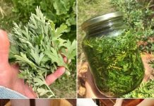 PELIN: Većina ljudi ne zna moć LIST0VA pelina: PRIR0DNI lijek za preko 1O B0LESTI!