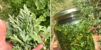 PELIN: Većina ljudi ne zna moć LIST0VA pelina: PRIR0DNI lijek za preko 1O B0LESTI!