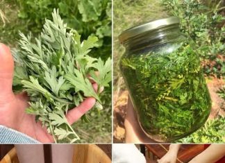 PELIN: Većina ljudi ne zna moć LIST0VA pelina: PRIR0DNI lijek za preko 1O B0LESTI!