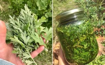 PELIN: Većina ljudi ne zna moć LIST0VA pelina: PRIR0DNI lijek za preko 1O B0LESTI!