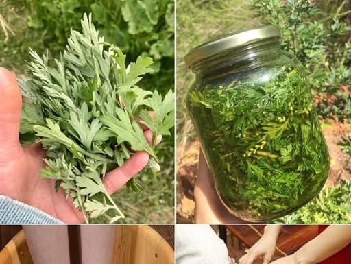 PELIN: Većina ljudi ne zna moć LIST0VA pelina: PRIR0DNI lijek za preko 1O B0LESTI!