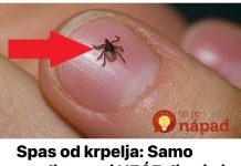 Spas od krpelja: Samo uradite ovo i NEĆE dirati ni vas ni vašeg psa + savjet kako da ih izbacite iz vašeg dvorišta!