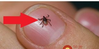 Spas od krpelja: Samo uradite ovo i NEĆE dirati ni vas ni vašeg psa + savjet kako da ih izbacite iz vašeg dvorišta!