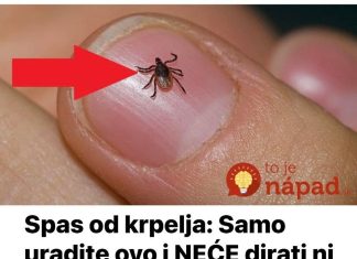 Spas od krpelja: Samo uradite ovo i NEĆE dirati ni vas ni vašeg psa + savjet kako da ih izbacite iz vašeg dvorišta!