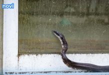 Mogu li se zmije penjati uz fasadu i stepenice i tako ulaziti u kuće?