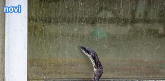 Mogu li se zmije penjati uz fasadu i stepenice i tako ulaziti u kuće?