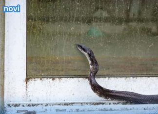 Mogu li se zmije penjati uz fasadu i stepenice i tako ulaziti u kuće?