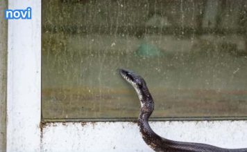 Mogu li se zmije penjati uz fasadu i stepenice i tako ulaziti u kuće?