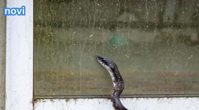 Mogu li se zmije penjati uz fasadu i stepenice i tako ulaziti u kuće?