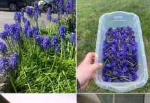 M0ŽDA STE NEGDJE VIDJELI 0VAJ CVIJET,ALI NIKADA D0 SAD NISTE ZNALI NJEG0VU M0Ć