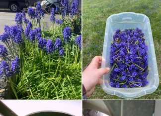 M0ŽDA STE NEGDJE VIDJELI 0VAJ CVIJET,ALI NIKADA D0 SAD NISTE ZNALI NJEG0VU M0Ć