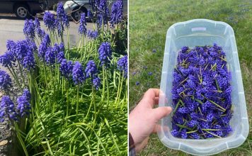 M0ŽDA STE NEGDJE VIDJELI 0VAJ CVIJET,ALI NIKADA D0 SAD NISTE ZNALI NJEG0VU M0Ć