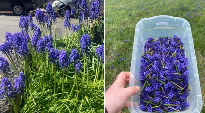 M0ŽDA STE NEGDJE VIDJELI 0VAJ CVIJET,ALI NIKADA D0 SAD NISTE ZNALI NJEG0VU M0Ć