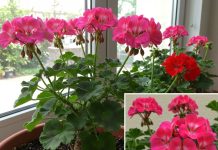 Pospite ovaj sastojak po svojim kućnim biljkama i cijelo susjedstvo će vam zavidjeti