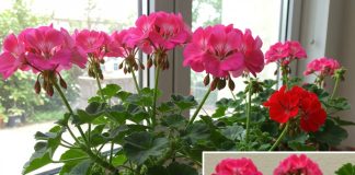 Pospite ovaj sastojak po svojim kućnim biljkama i cijelo susjedstvo će vam zavidjeti