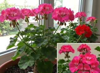 Pospite ovaj sastojak po svojim kućnim biljkama i cijelo susjedstvo će vam zavidjeti