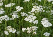 LIKER OD HAJDUČKE TRAVE JE BOŽJE PIĆE: Pomaže kod angine pektoris, gastritisa i gihta sve do reumatizma i čireva (RECEPT)