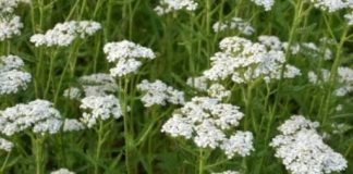 LIKER OD HAJDUČKE TRAVE JE BOŽJE PIĆE: Pomaže kod angine pektoris, gastritisa i gihta sve do reumatizma i čireva (RECEPT)