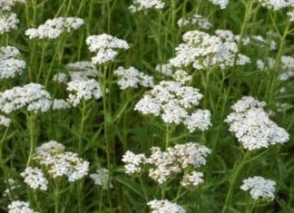 LIKER OD HAJDUČKE TRAVE JE BOŽJE PIĆE: Pomaže kod angine pektoris, gastritisa i gihta sve do reumatizma i čireva (RECEPT)